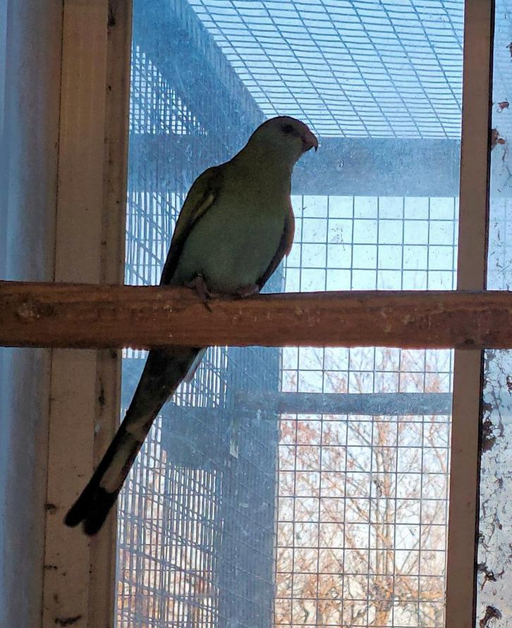 Hooded parkiet pop, Dieren en Toebehoren, Vogels | Parkieten en Papegaaien, Parkiet, Vrouwelijk, Geringd