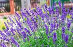 Lavendel Hidcote en andere soorten, Tuin en Terras, Planten | Tuinplanten, Zomer, Bodembedekkers, Ophalen of Verzenden, Volle zon