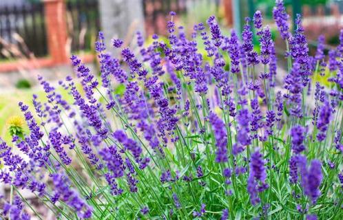 Lavendel Hidcote en andere soorten, Tuin en Terras, Planten | Tuinplanten, Bodembedekkers, Volle zon, Zomer, Ophalen of Verzenden