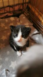 Kittens, Meerdere dieren