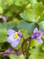 Echte inheemse planten, voor balkon of tuin.Gifvrij gekweekt, Ophalen, Zomer, Overige soorten, Volle zon