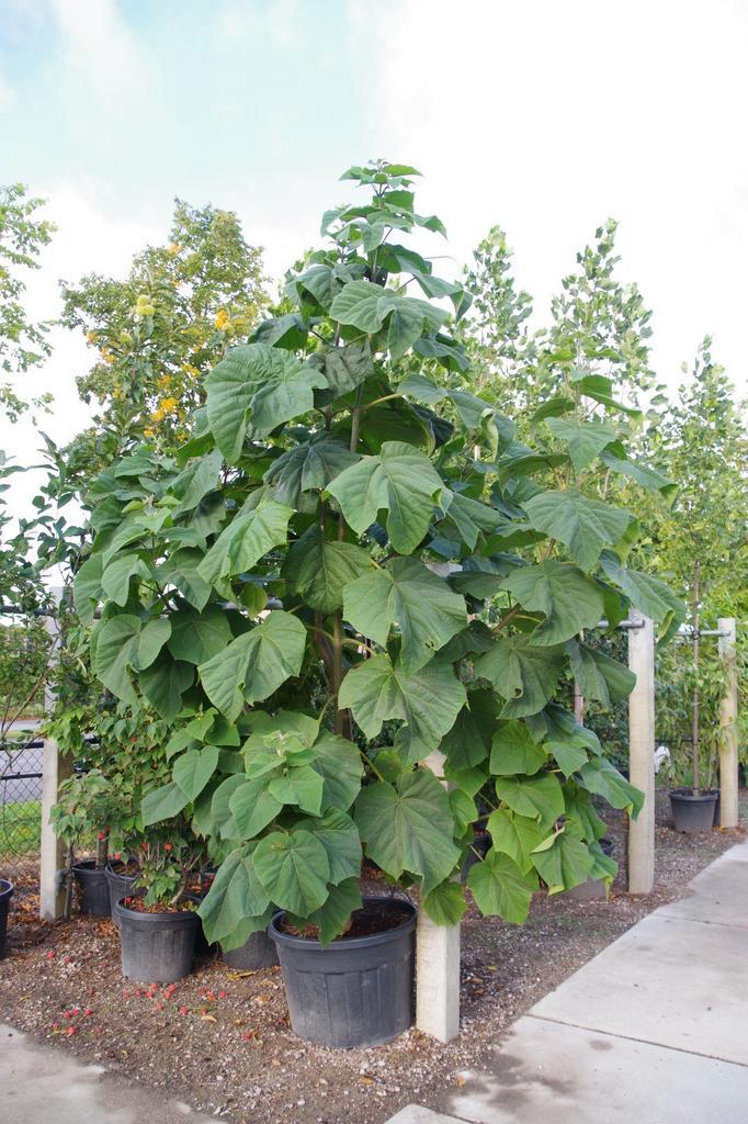 paulownia tomentosa meerstammige Anna paulownaboom, Tuin en Terras, Planten | Bomen, Palmboom, 100 tot 250 cm, Volle zon, Zomer