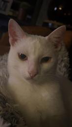 Lieve marley zoekt een goed huisje, Dieren en Toebehoren, Katten en Kittens | Overige Katten, Kater