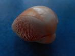Schelpen: Nemocardium bechei Reeve gem- 33mm, Verzenden, Schelp(en)