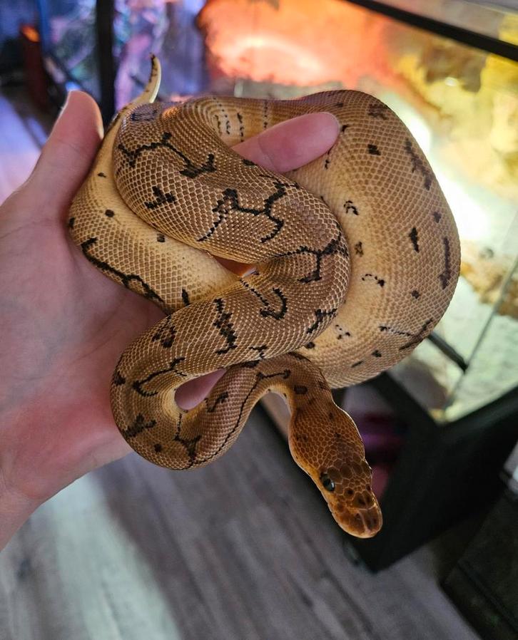 Pinstripe Clown vrouwtje Koningspython/ballpython