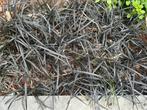Siergras Slangenbaard Ophiopogon planiscapus ‘ niger’, Ophalen of Verzenden, Zomer, Siergrassen, Volle zon