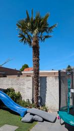 Palmboom (waaier palm) wintervast winterhard 4,2m stamhoogte, Tuin en Terras, Planten | Bomen, Ophalen, Palmboom, 250 tot 400 cm