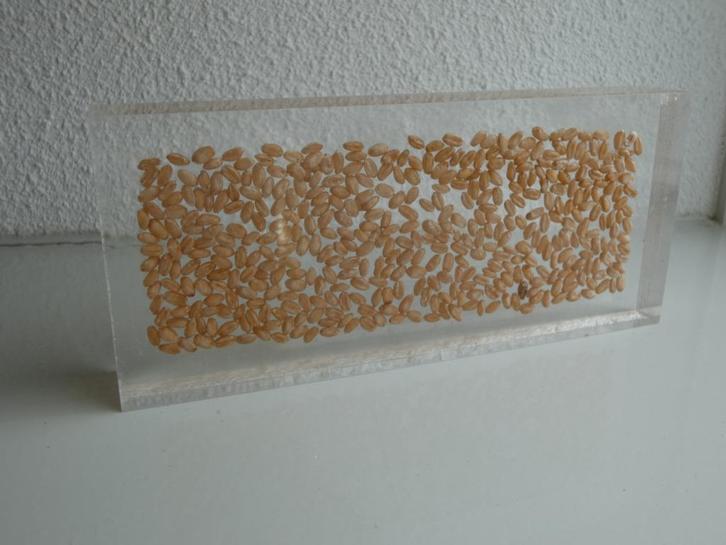 Tarwe in resin gegoten, kunststof doorzichtig blok, moderne, Antiek en Kunst, Kunst | Designobjecten, Ophalen of Verzenden