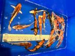 Tosai Japan Koi 14-18cm | Marusei Japan Koi Tosai Mix, Dieren en Toebehoren, Vissen | Vijvervissen, Karper of Koi