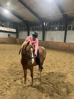 Bijrijder aangeboden, Dieren en Toebehoren, Paarden en Pony's | Verzorgingsproducten, Ophalen of Verzenden, Zo goed als nieuw