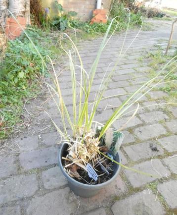 Tuin = Siergras = Cortaderia - Selloana - Pampasgras beschikbaar voor biedingen
