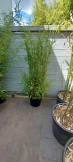 niet woekerende bamboe  , fargesia nitida black Pearl, Ophalen, Bamboe, 250 cm of meer