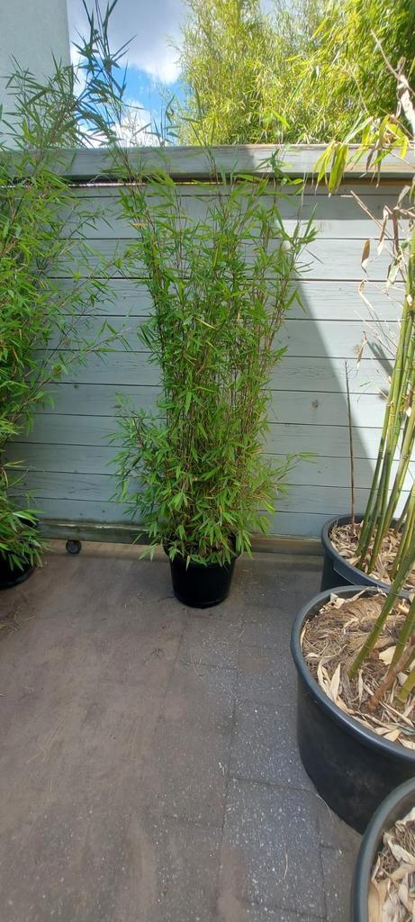 niet woekerende bamboe  , fargesia nitida black Pearl, Tuin en Terras, Planten | Struiken en Hagen, Bamboe, 250 cm of meer, Ophalen