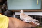 + Jonge Koerduif Tortelduif 4 Maanden Oud +, Dieren en Toebehoren, Tortelduif