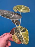 Alocasia Black Velvet Gold p12, Huis en Inrichting, Kamerplanten, Ophalen of Verzenden, Halfschaduw, Minder dan 100 cm