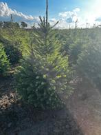Kerstbomen Picea Omorika, Tuin en Terras, Planten | Bomen, Ophalen, Volle zon, Overige soorten
