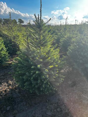 Kerstbomen Picea Omorika  beschikbaar voor biedingen