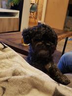 Lieve boomer dekreu, Dieren en Toebehoren, Parvo, Reu, Eén hond, 3 tot 5 jaar