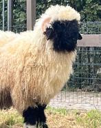 Walliser schwarznase mooie ram, Dieren en Toebehoren, Schapen, Geiten en Varkens, Mannelijk, Schaap