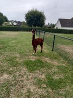 Alpaca hengst, Dieren en Toebehoren, Juni, Mannelijk