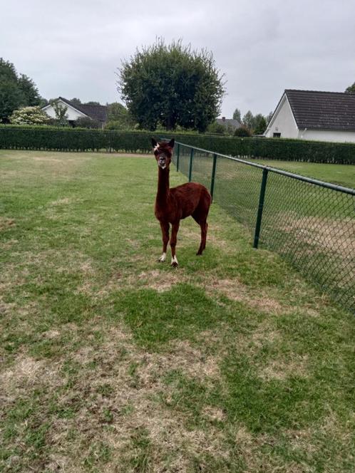 Alpaca hengst, Dieren en Toebehoren, Overige Dieren, Mannelijk, Juni