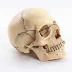 Menselijke Schedel Anatomie Model / Doodskop School Medisch, Ophalen of Verzenden, Nieuw