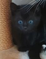 Kittens, Dieren en Toebehoren, Ophalen