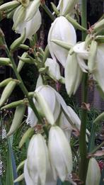 Yucca - Prachtige Vaste Plant voor uw Tuin!, Ophalen, Zomer, Vaste plant, Volle zon