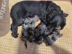 Cockapoo pups te koop, Dieren en Toebehoren, Honden | Niet-rashonden, CDV (hondenziekte), 8 tot 15 weken, Meerdere, Meerdere dieren