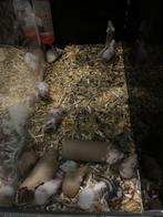 Voedermuizen, Dieren en Toebehoren, Muis, Meerdere dieren, Tam, Oktober