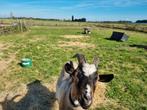 Gezocht jong bokje, Dieren en Toebehoren, Schapen, Geiten en Varkens