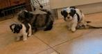 Shih Tzu 4 teefjes, diverse kleuren, Dieren en Toebehoren, Honden | Chihuahua's en Gezelschapshonden, Overige rassen, 8 tot 15 weken