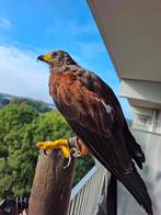 Recent opgezette Woestijnbuizerd / Harris-hawk taxidermie, Ophalen of Verzenden, Nieuw, Vogel, Opgezet dier