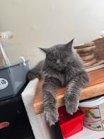 LIEVE AANHANKELIJKE KATERS ZOEKEN VOOR EEUWIG HUISJE, Kater