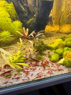 Bloody Mary garnalen, Kreeft, Krab of Garnaal