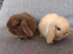 Minilops konijntjes 7 weken oud, Dieren en Toebehoren, Knaagdieren, Mei, Overige typen