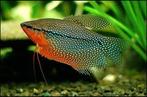 Diamant gourami  8.40 per stuk, Vis, Zoetwatervis
