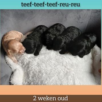 Maltipoo (3x teef en 2x reu) ter RESERVERING !  beschikbaar voor biedingen