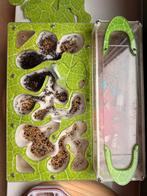 Messor Barbarus Mierenkolonie met Formicarium, Dieren en Toebehoren