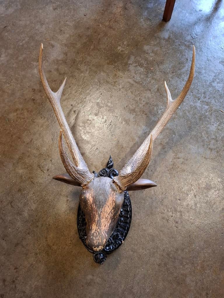 Te Koop, Herten gewei met houten kop, Verzamelen, Dierenverzamelingen, Ophalen, Hert, Gewei of Kop