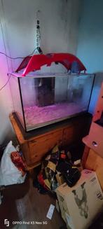 1x aquarium, Dieren en Toebehoren, Vissen | Aquaria en Toebehoren, Ophalen, Zo goed als nieuw, Plant(en), Steen of Hout
