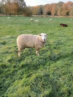 Dekram, Dieren en Toebehoren, Schapen, Geiten en Varkens, Mannelijk, Schaap