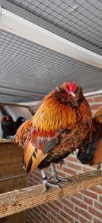 Baardkriel Grubbe  en Antwerpse, Mannelijk, Kip