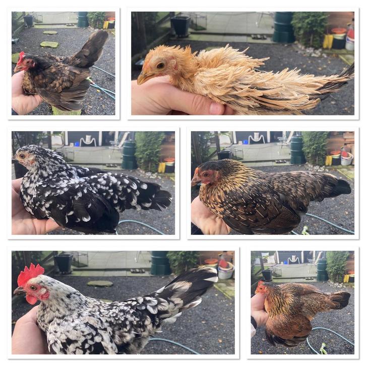 Groepje Serama hennen (nog 4 over), Dieren en Toebehoren, Pluimvee, Kip, Vrouwelijk