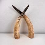 Set mooie hoornen | 45 cm lang, Ophalen of Verzenden