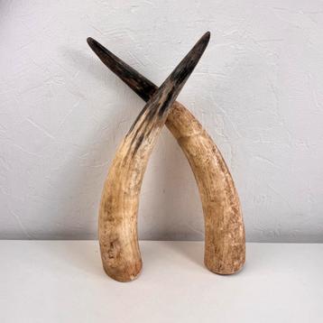 Set mooie hoornen | 45 cm lang beschikbaar voor biedingen
