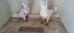Te koop sierduiven Oudhollands kapucijnen duiven, Dieren en Toebehoren, Vogels | Duiven, Meerdere dieren, Overige soorten