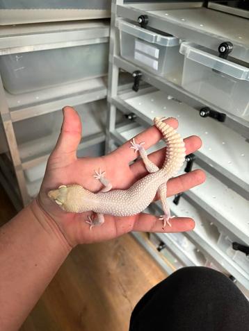 0.1 retired breeder luipaardgekko beschikbaar voor biedingen