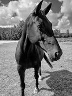 Verzorgpony of paard gezocht, Ophalen