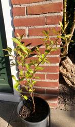 Jonge Prunus boom - Prunus serotina, Overige soorten, Minder dan 100 cm, Zomer, Ophalen